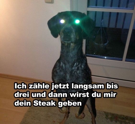 Hypnose Hund Meme